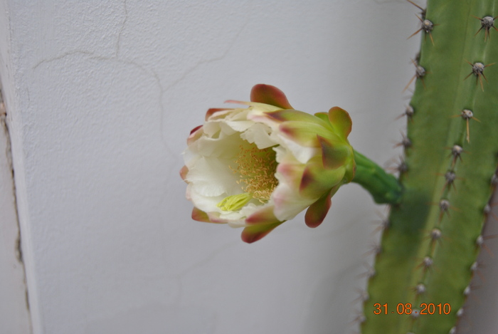 DSC_0160 - cactus patratos