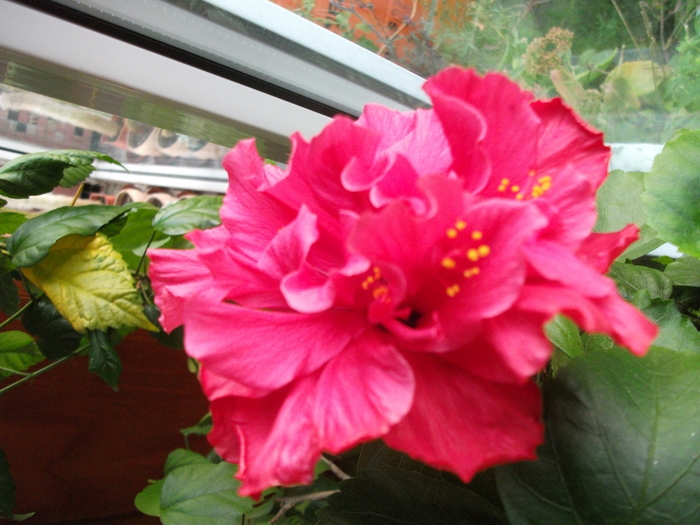 hibiscus - Din florile mele