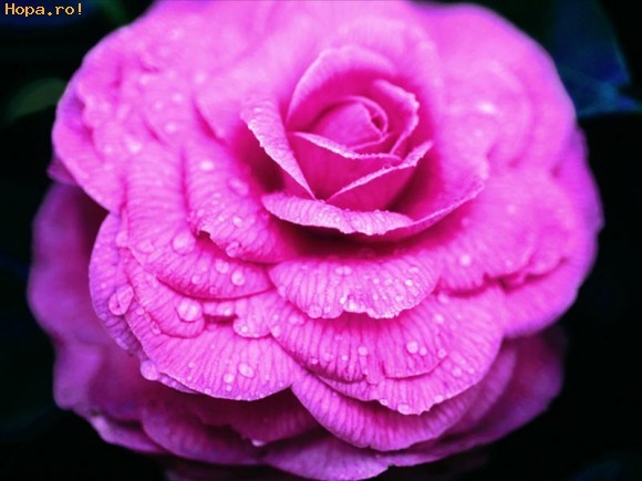 16_Flower23_1241024341 - trandafiri
