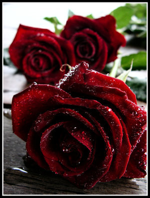 Blood_Rose_Trilogy_by_TSVN - trandafiri
