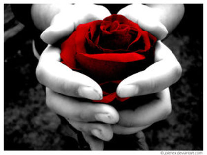 Red_Rose_by_jolenex