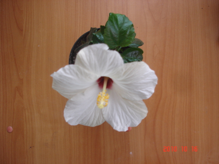 cairo white - hibiscus 2010