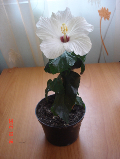 cairo white - hibiscus 2010