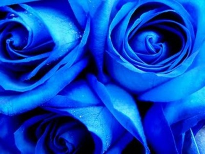 Blue_roses_by_MagicMirror2007