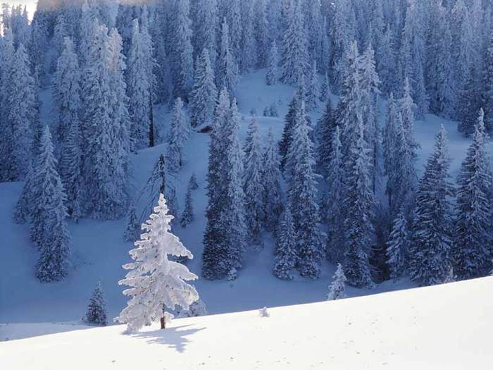 Snow Trees__games.yonan.ro - peisaje de vis