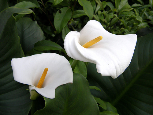 calla-lily - flori