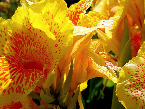 canna - flori