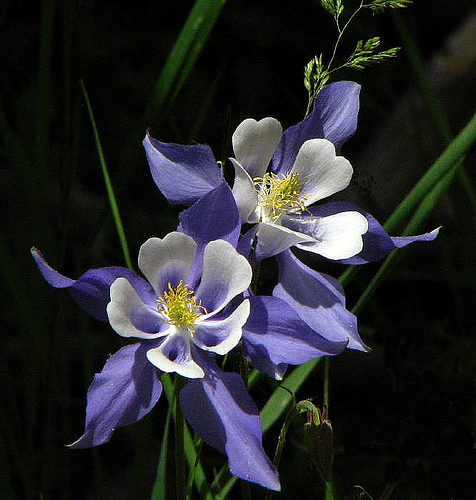 colorado-columbine - flori