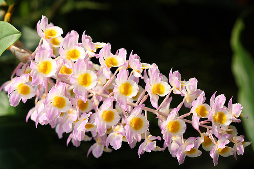 dendrobium-1 - flori