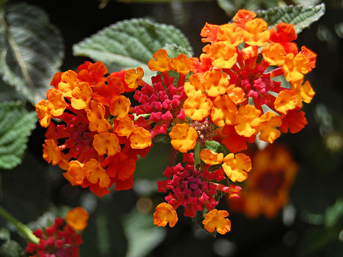 lantana - flori
