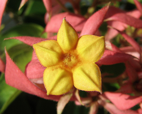 mussaenda - flori
