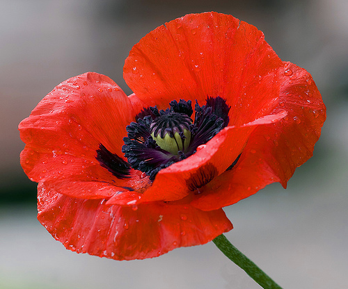 oriental-poppy - flori