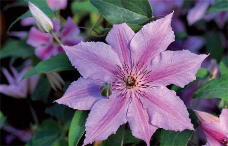 thumb_446_x_286_5115-98938-16_30_case15 - flori
