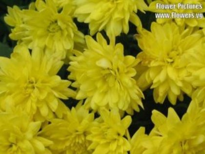 daliigalbene - flori