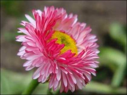 ochiul-boului - flori