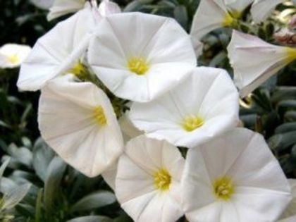 rochita_randunicii - flori