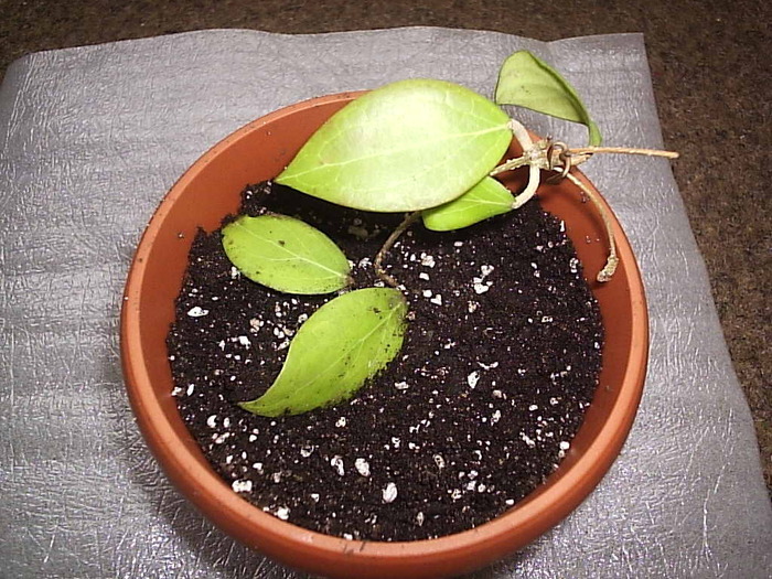 16.10.2010 - Hoya camphorifolia