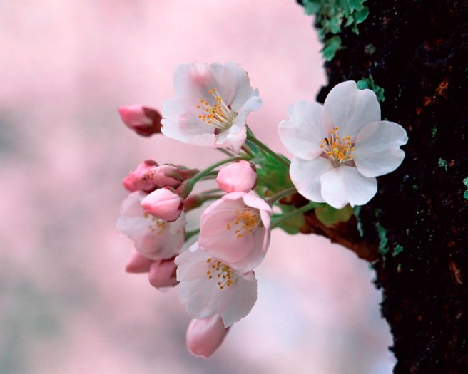 19 - Poze frumoase Desktop florii