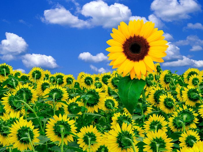 A_Little_Sunshine_Flori_Desktop_Wallpapers_Poze_cu_Flori