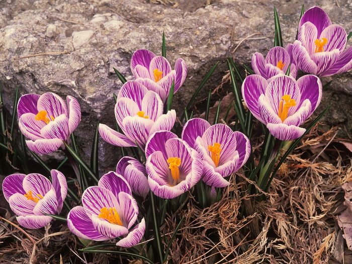 Crocuses_Flori_Desktop_Wallpapers_Poze_cu_Flori - Poze frumoase Desktop florii