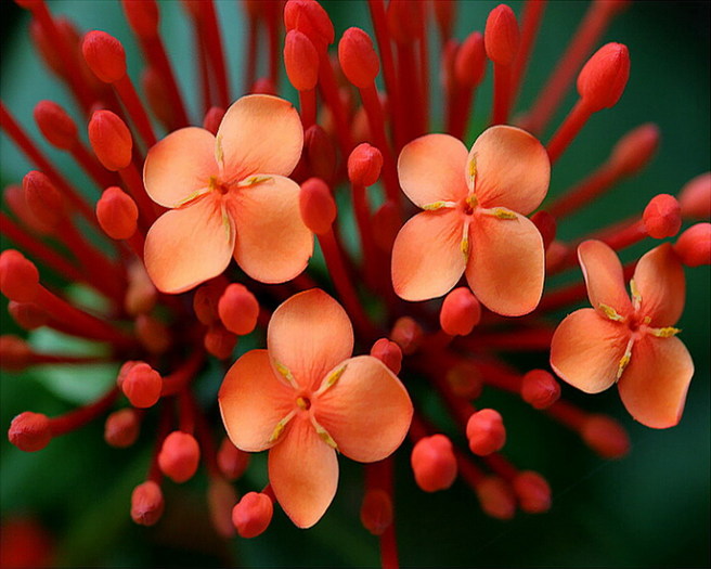 pic14460 - Poze frumoase Desktop florii