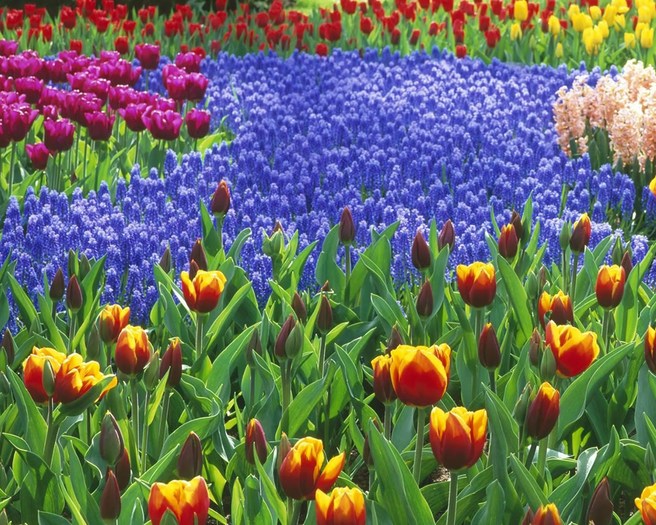 pictures-of-all-flowers-1280x1024-0047 - Poze frumoase Desktop florii