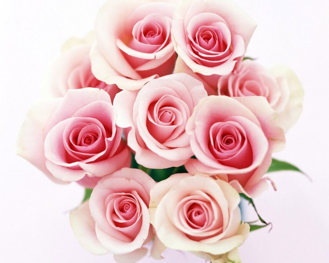 trandafiri_roze - Poze frumoase Desktop florii