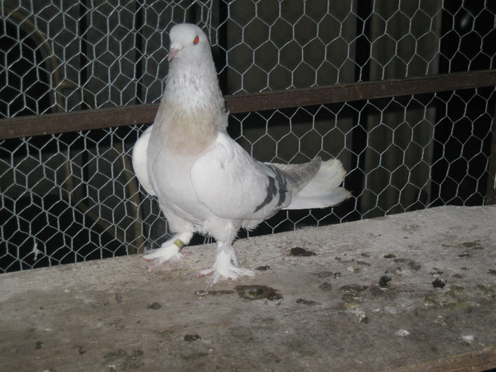 IMG_9331 - Tigani Shukro