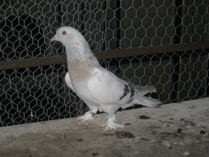 IMG_9332 - Tigani Shukro