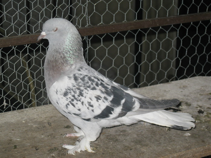 IMG_9336 - Tigani Shukro