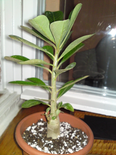 Adenium din seminte 2009(23 cm) - Adenium 2010