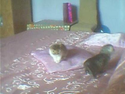 Picture 018 - pisicutele mele si cu mne