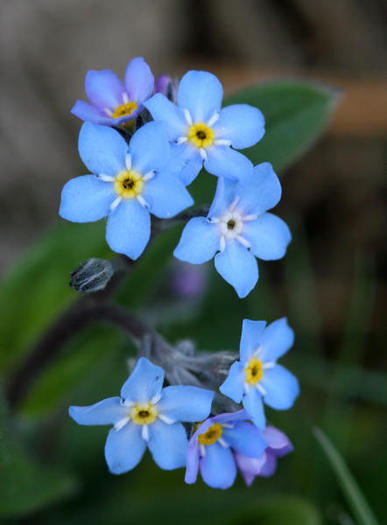 img-4216-myosotis - poze natura