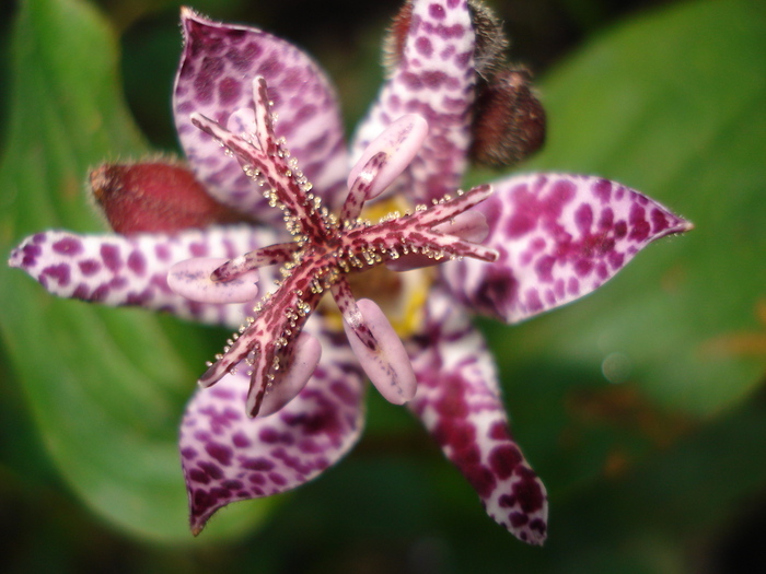 16102010,Tricyrtis - Gradinuta mea 2009-2010