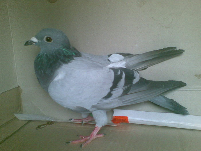 5 - Porumbei octombrie 2010
