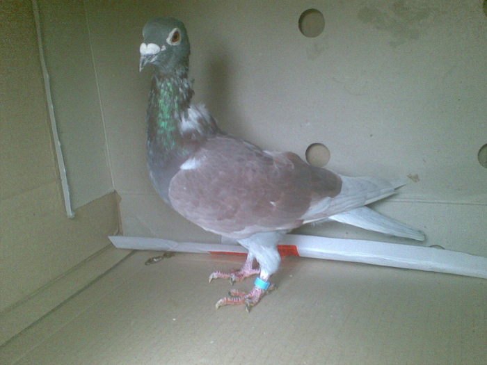 6 - Porumbei octombrie 2010