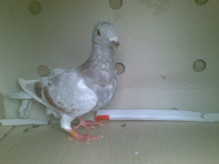 9 - Porumbei octombrie 2010