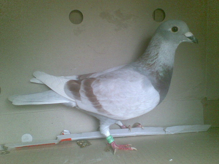 14 - Porumbei octombrie 2010