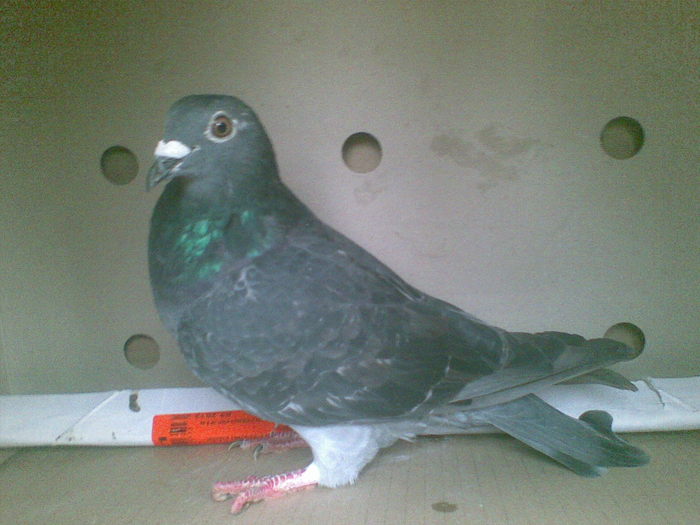 15 - Porumbei octombrie 2010