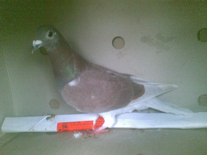 19 - Porumbei octombrie 2010