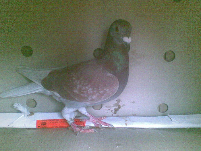 24 - Porumbei octombrie 2010