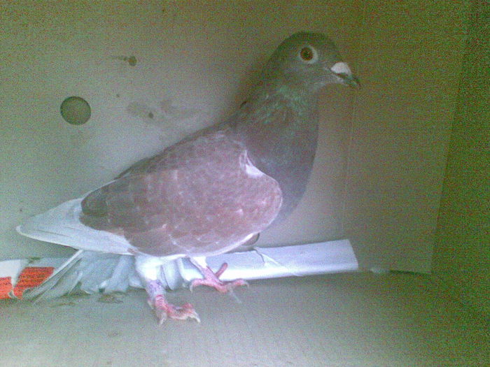 25 - Porumbei octombrie 2010