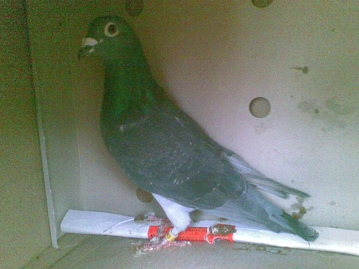 26 - Porumbei octombrie 2010
