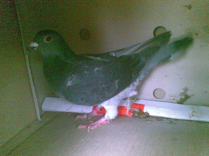 27 - Porumbei octombrie 2010