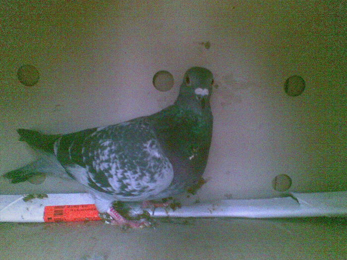 28 - Porumbei octombrie 2010
