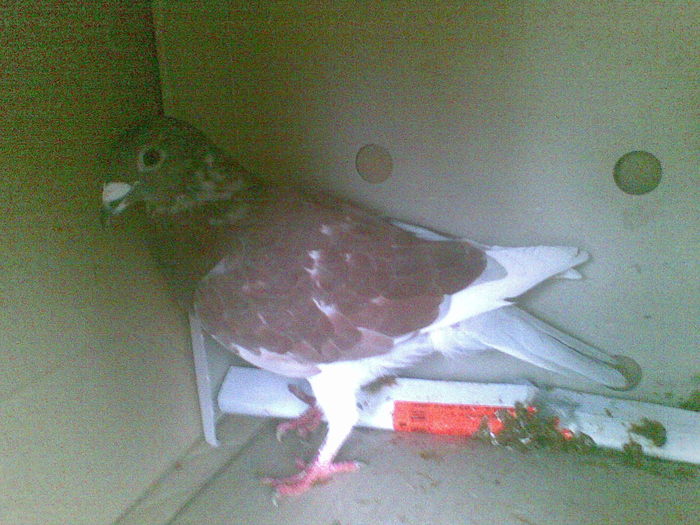 29 - Porumbei octombrie 2010