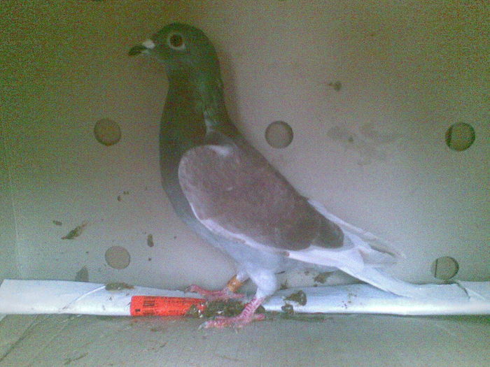 30 - Porumbei octombrie 2010