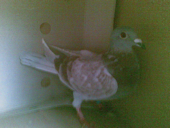 31 - Porumbei octombrie 2010