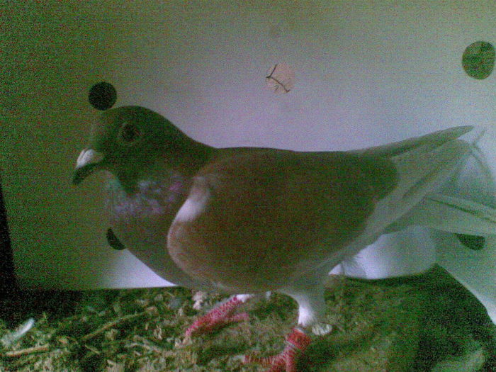 33 - Porumbei octombrie 2010
