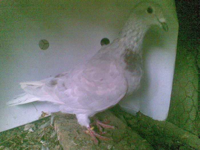 34 - Porumbei octombrie 2010